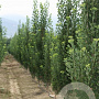 Ginkgo biloba 'Obelisk' 14-16 HO Cocoskluit