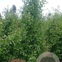 Ginkgo bil. 'Tit' 14-16 HO draadkluit geveerd 3 X verplant