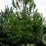 Pinus pinaster 18-20 HO cont. 110L lei 180x150 220 cm stam