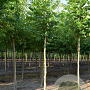 Platanus hispanica 'Malburg' 18-20 cm draadkluit Knotvorm