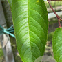 Prunus 'Accolade' 12-14 HO container