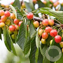 Prunus a. 'Bigarreau Napoléon' 14-16 HA cont. 90L