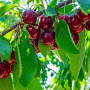 Prunus a. 'Stella' 12-14 HO 45L