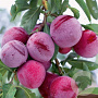 Prunus domestica 'Santa Rosa' 16-18HA cont. 90L