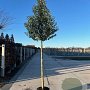 Prunus laurocerasus 'Angustifolia' 12-14 HO container