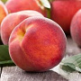 Prunus p. 'Fayette' 14-16 HA cont. 90L