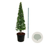 Carpinus betulus 175-200 cm cont. 90L