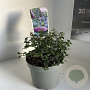 Ceanothus thyrsiflorus repens 10 cm 2,0L