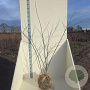 Cercis canadensis 125-150 cm met kluit meerstammig