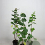 Corylus avellana 60-100 cm 2,5L