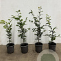 Fagus sylvatica 40-60 cm 2,5L