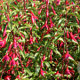 Fuchsia magellanica gracilis GM 10L