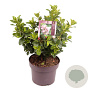 Escallonia laevis Pink Elle 30-40 cm 5,0L
