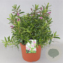 Hebe 'Wiri Joy' GM C5