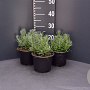 Lavandula ang. 'Munstead' GM 2,0L