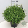 Lavandula ang. 'Munstead' GM 10L