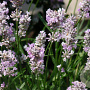Lavandula ang. 'Rosea' GM C5