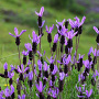 Lavandula stoechas GM C5