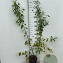 Frangula alnus 100-125 cm 5,0L
