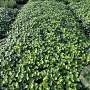 Hedera hibernica 30-40 cm P9