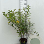 Hypericum 'Hidcote' 40-60 cm 5,0L
