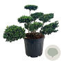 Ilex crenata 'Convexa' 60-80 cm cont. 55L multi bol