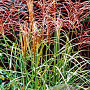 Miscanthus sin. 'Ferner Osten' GM C5