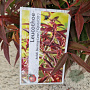 Leucothoe keiskei Burning Love 30-35 cm 2,5L