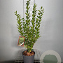 Ligustrum ovalifolium 60-80 cm 3,0L