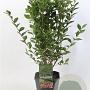 Ligustrum ovalifolium 60-80 cm 5,0L