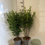 Ligustrum ovalifolium 60-80 cm 5,0L