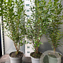 Ligustrum ovalifolium 80-100 cm 5,0L