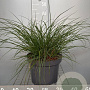 Pennisetum al. 'Hameln' GM C5