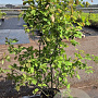 Amelanchier lamarckii 125-150 cm 15L