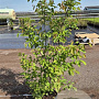 Amelanchier lamarckii 150-175 cm 15L