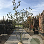Malus 'Red Sentinel' 150-175 cm 35L meerstammig solitair