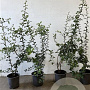Crataegus monogyna 60-80 cm 2,5L