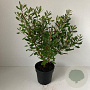 Myrica gale 20-25 cm P13