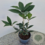 Osmanthus armatus 40-50 cm 2,5L