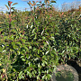 Photinia fraseri 'Red Robin' 150-175 cm met kluit