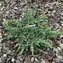 Juniperus communis 'Ristol' 60-80 cm 7,5L