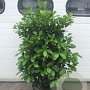 Prunus l. Etna 120-140 cm 30L