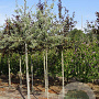Pyrus elaeagnifolia 'Silver Sails' 12-14 HO draadkluit