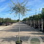 Pyrus salicifolia 'Pendula' 14-16 HO 45L 225 cm stam