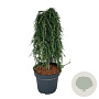 Tsuga het. 'Thorsen's Weeping' 60 cm stam 15L