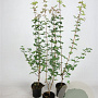 Acer campestre 60-80 cm 2,5L