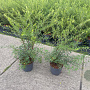 Spiraea cinerea 'Grefsheim' 50-60 cm 3,0L