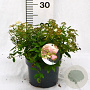 Spiraea jap. 'Genpei' 30-40 cm 3,0L