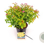 Spiraea jap. 'Goldflame' 25-30 cm 3,0L