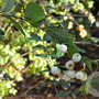 Symphoricarpos albus 125-150 cm met kluit struik
